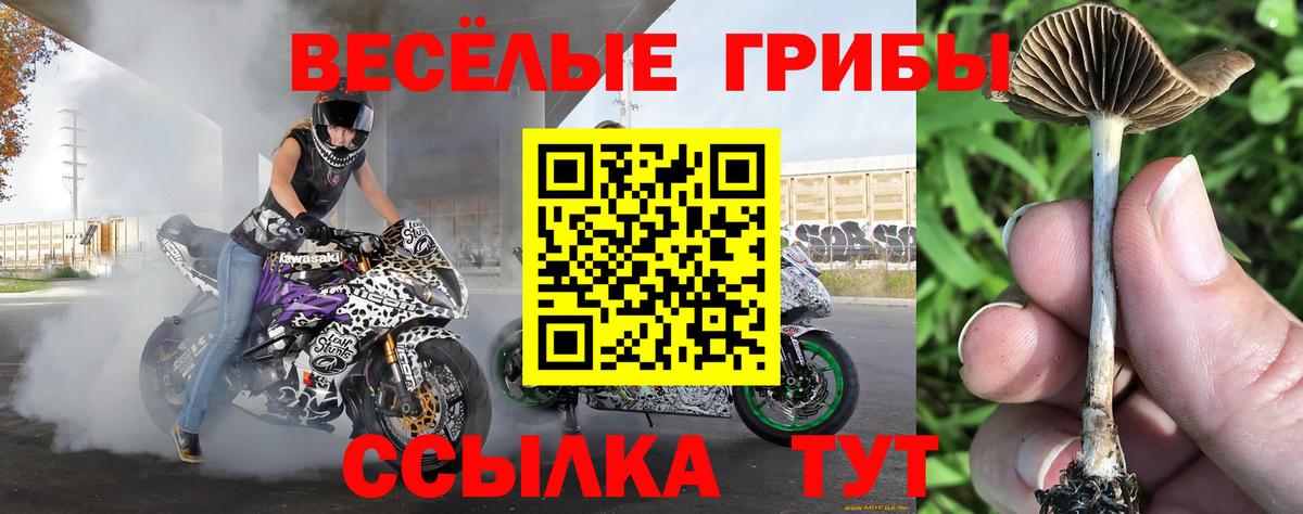 Галлюциногенные грибы Psilocybe Среднеуральск
